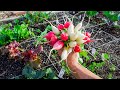 10 Fast Growing Veggies | Easy to Grow, Easy to Harvest