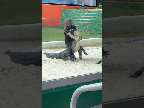 Florida man puts face in alligator’s mouth Everglades, FL