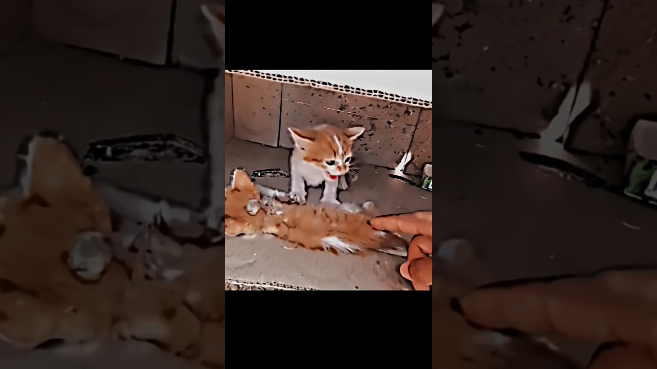 Poor kitten doesn't realize it yet❤️‍🩹 