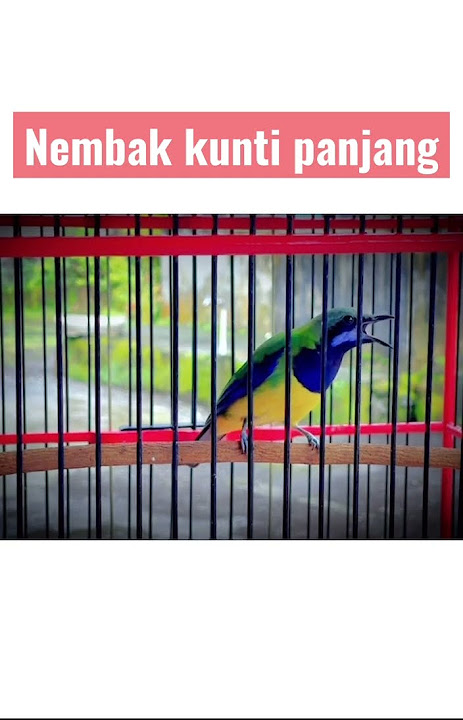 Cucak cungkok nembak kunti panjang #masteranmuraibatu #cucakcungkokgacor #short #shorts #shortvideo
