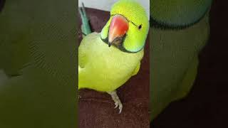 amazing talking parrot mithu mummy #talkingparot