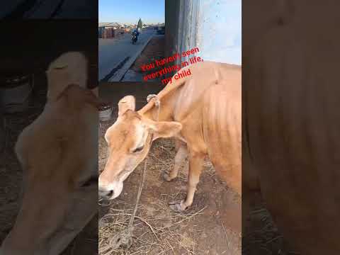 See This Foryou Funny Comedy Automobile Duet Viralshort Viralvideo Comedy Animals 2025