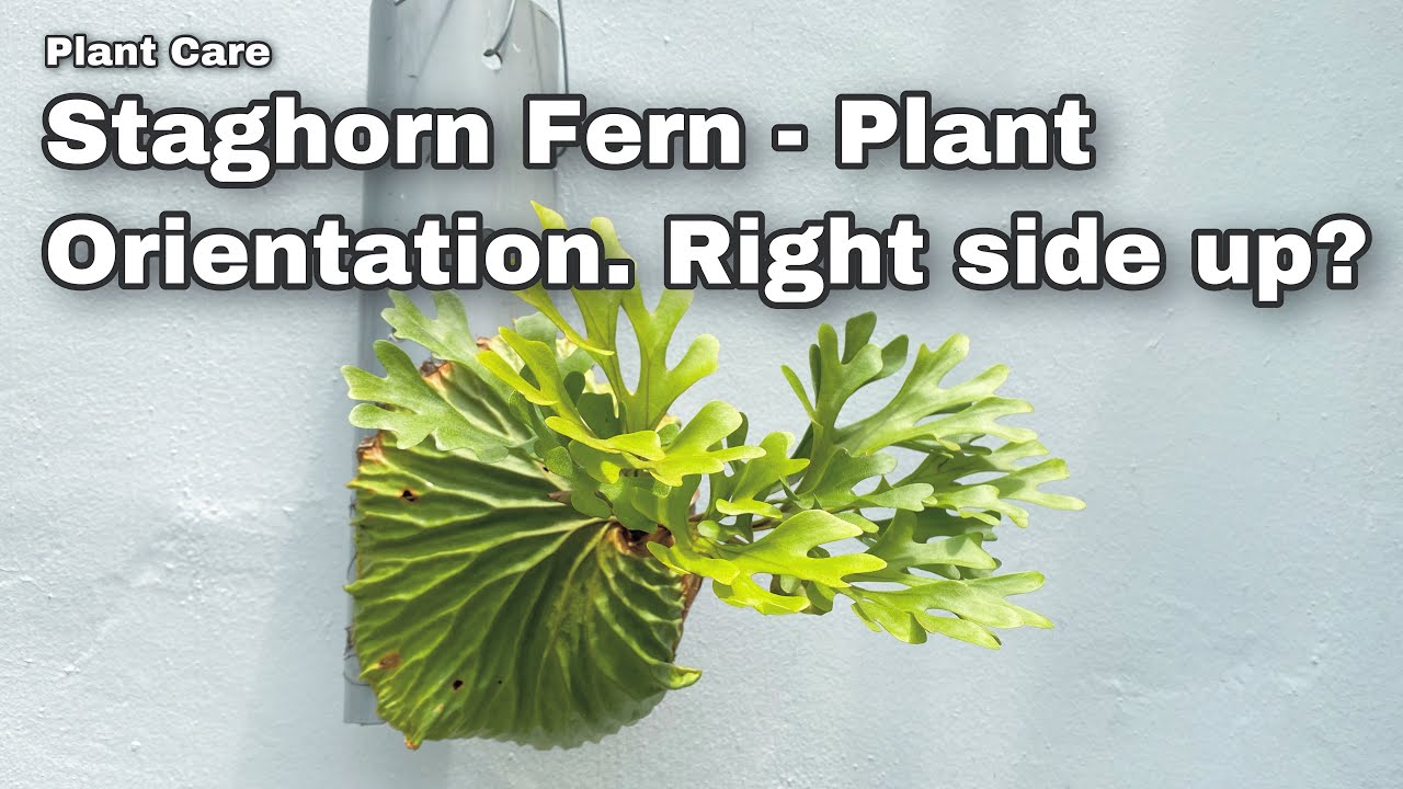 Staghorn Fern Plant Orientation Part 2 Ep51 YouTube