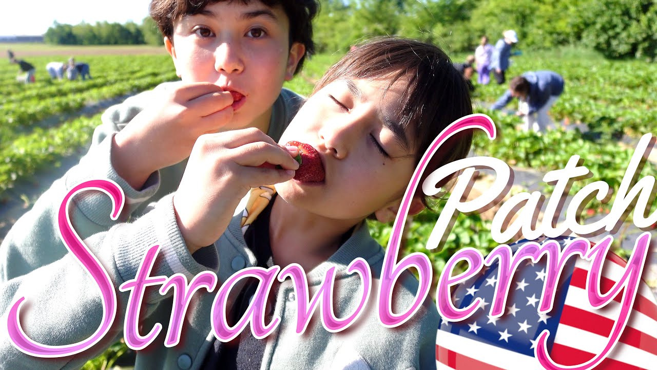 【Strawberry Patch 第１弾】アメリカでイチゴ狩り！｜食べまくろう！