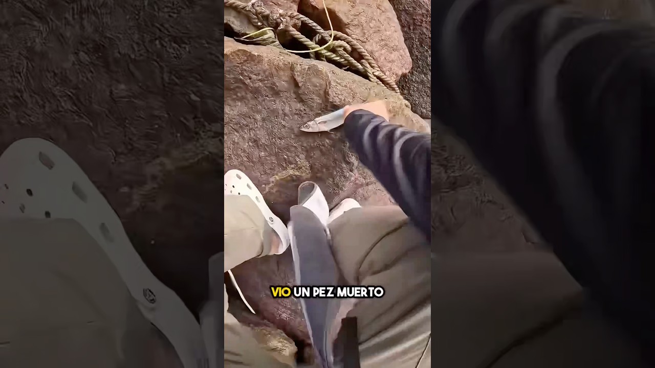 Captura peces vivos de peces muertos ❤️