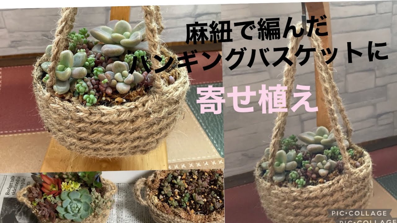 多肉植物】麻紐で編んだハンギングバスケットにダルマ秀麗とパープル