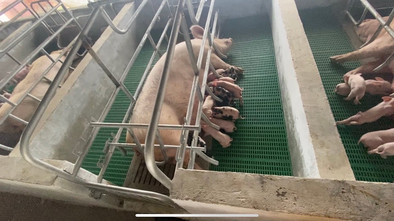 Female delivery in new modern farrowing crate || M . K    L I V E S T O C K