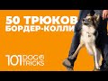 50 команд одной собаки 🐶 Умная собака - может все 🐶 Трюковая дрессировка. Бордер колли Сири 🐕