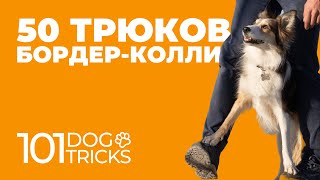 50 команд Сири 🐩 Обученная собака породы Бордер колли 🐾 Список необычных команд, дрессировка щенка 🐶