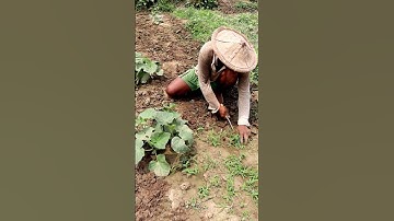 Weeding & Soil Mulching in Cucumber Field #shorts