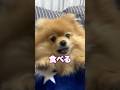 言葉を覚えたポメラニアン⁉️喋ろうと頑張ってます🥰