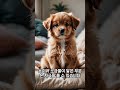 겨울철 반려동물 케어 방법 베스트 5 #shorts
