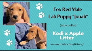 Kodi & Apples Fox Red Male Puppy, Jonah