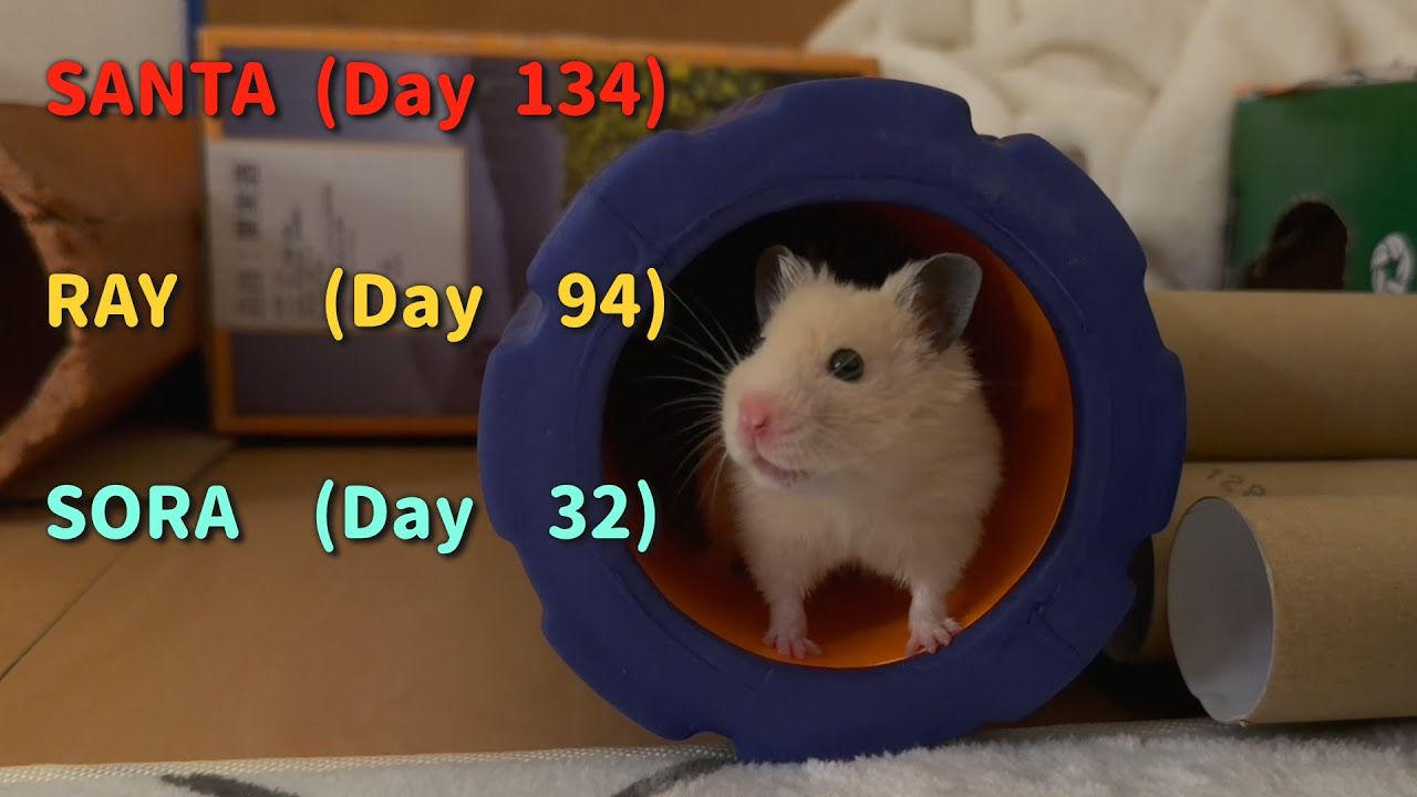 【癒しの１６分】ハムスター、個性豊かな３匹の部屋んぽの記録