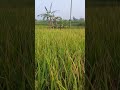 Lembur Kuring...sudah menguning #jalanyangjauhjanganlupapulang #swasekbadapangan #CSR