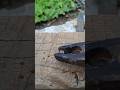 Fast & Clean Nail Removal Hack 🚀🔥 #Shorts #DIY #Woodworking #LifeHacks #Tools #Ytshorts #Viral #New