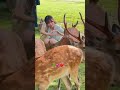 とっても近い！女の子と鹿が並んで座っている🦌のサムネイル
