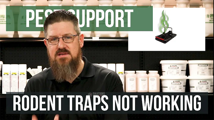 Why Are My Rodent Traps Not Working? | Pest Support