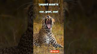 leopard sound is called