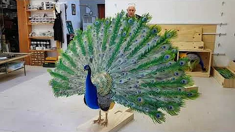 Peacock Puppets for Mos