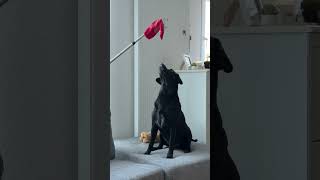 #churchillchills #retro #music #labrador #adorably #puppy #reels #viral #people #like #bestdog #pet