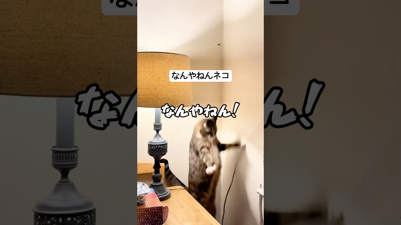 なんやねんネコ