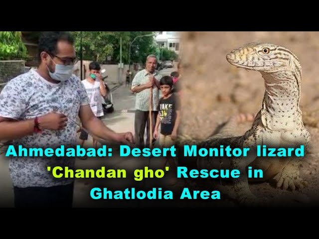 Ahmedabad: Desert Monitor lizard 'Chandan gho' Rescue in Ghatlodia Area |  Save Animal - YouTube