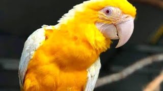 macaw bird beautiful #macawbird #macaw