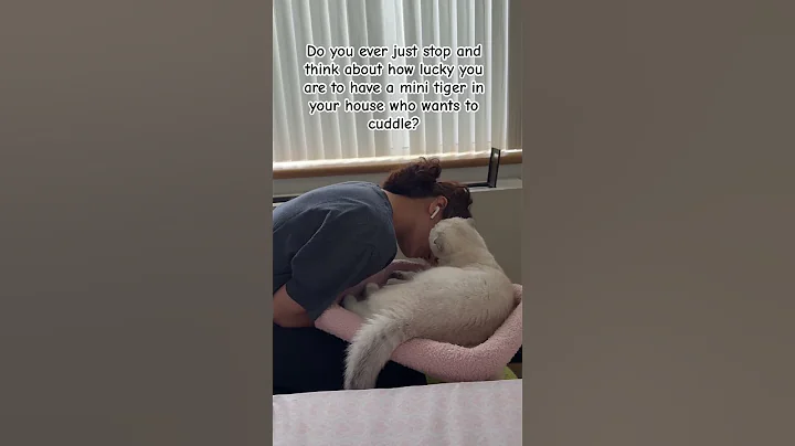 Video 9507311: scottish fold girl, amazing cat