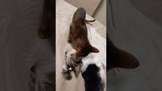 Гігієна перш за все / Hygiene comes first