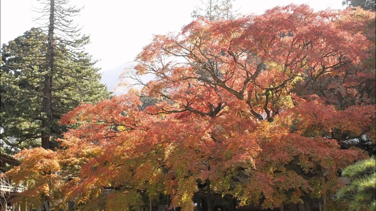 福岡 雷山 千如寺の紅葉 Youtube 福岡 雷山 千如寺の紅葉 Youtube