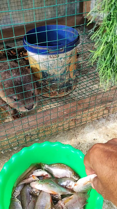 Just want to eat fish