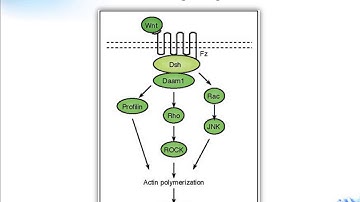 Wnt signaling pathway Creative Diagnostics