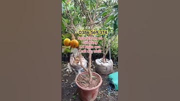 Cây Nho thân gỗ trái vàng | 0386569374 - Ngọc Ngân Bến Tre | Chuyên cây độc lạ