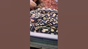 Emily the Carpet Python 🐍🐍🐍 #snakebreeder #snakes #carpetpython #morelia #python #reptiles #snake