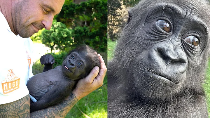 Happy Birthday, Kaius! Celebrating a Year of Love, Resilience, and Hope