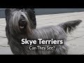 Skye Terriers - Can They See? の動画、YouTube動画。