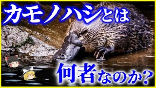 【ゆっくり解説】謎が多すぎる「かものはし」とは何者なのか？を解説/哺乳類なのに、何故卵を生むのか？