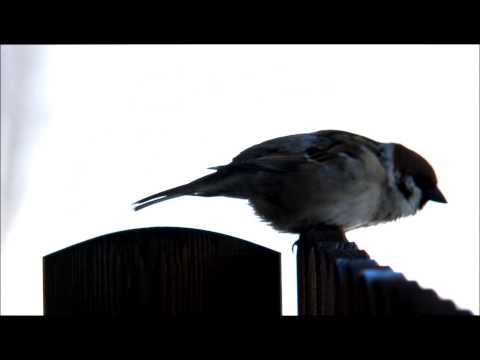 Video: Do Osudového Prosincového úsvitu Je Toho Víc Než Jen Závodění Vrabců