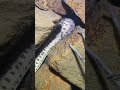 #catchthesea #fishing #rivercrab #beach #deepsea #nature #diving #fish #eel #crab