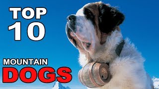 Top 10 Mountain Dog Breeds by Aminals Everything 2,294 views 6 years ago 3 minutes, 49 seconds