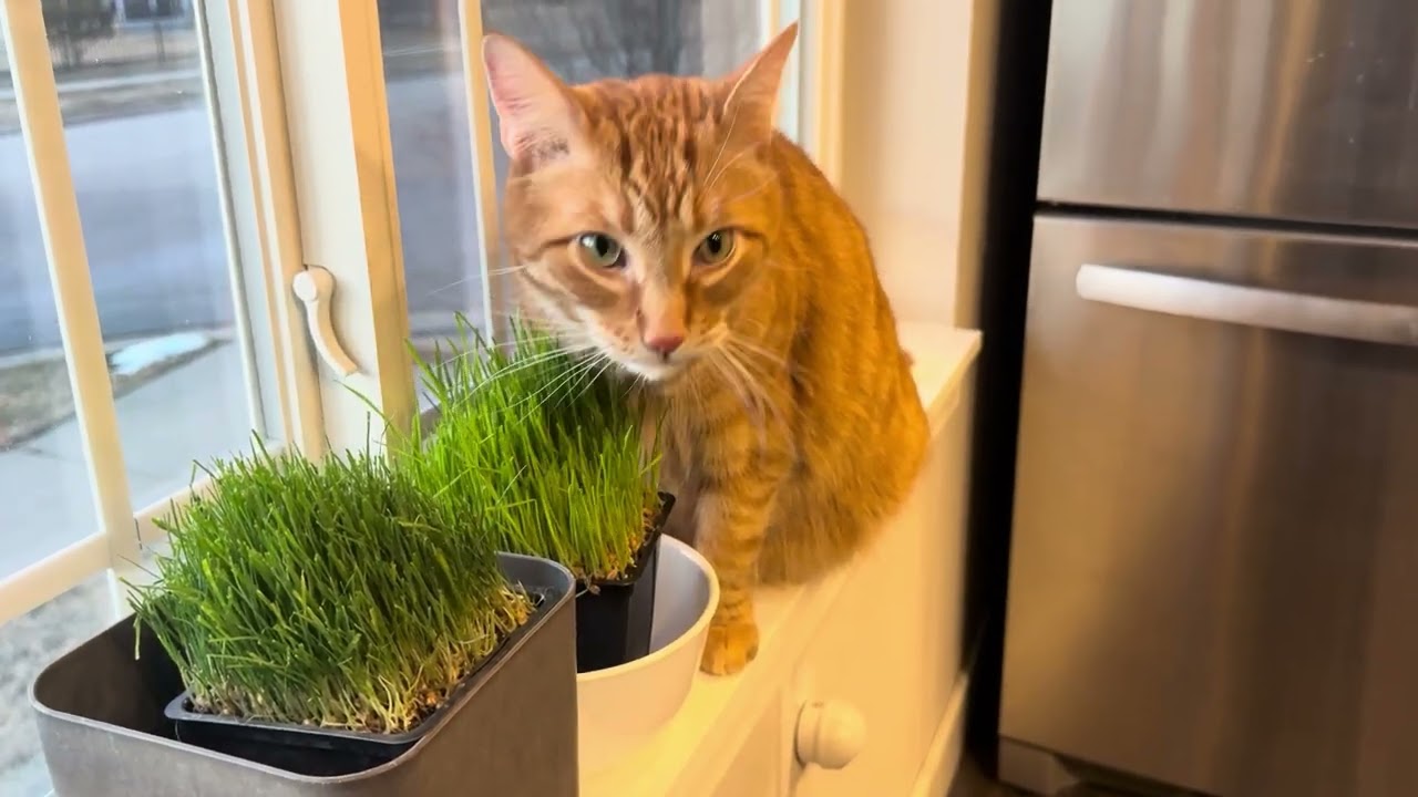 What’s for dinner?