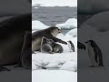 Room for One More 🐧이리 와, 춥겠다 🐧