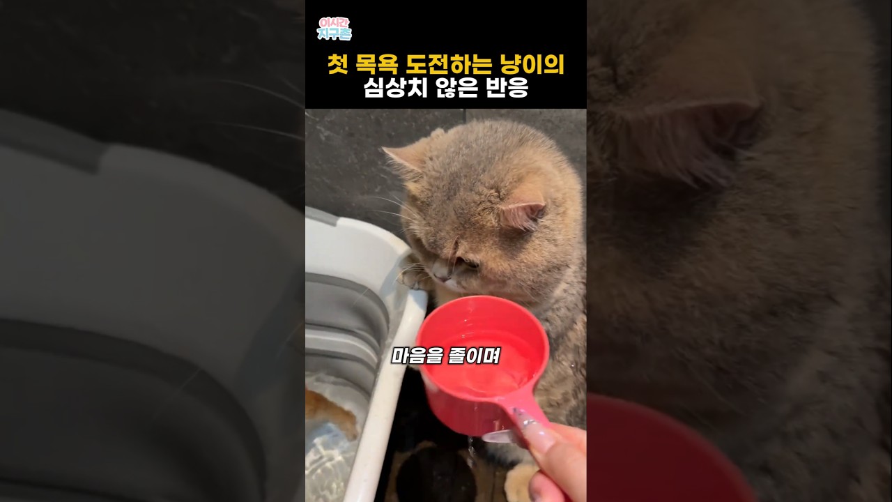 첫 목욕 도전하는 냥이의 심상치 않은 반응