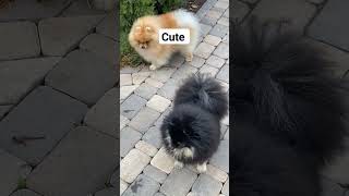 محبى عالم الكلاب اللطيفة cute dog dog dogshorts