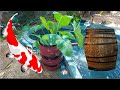 Wine Barrel Water Feature : New DIY addition to the Japanese Koi Pond