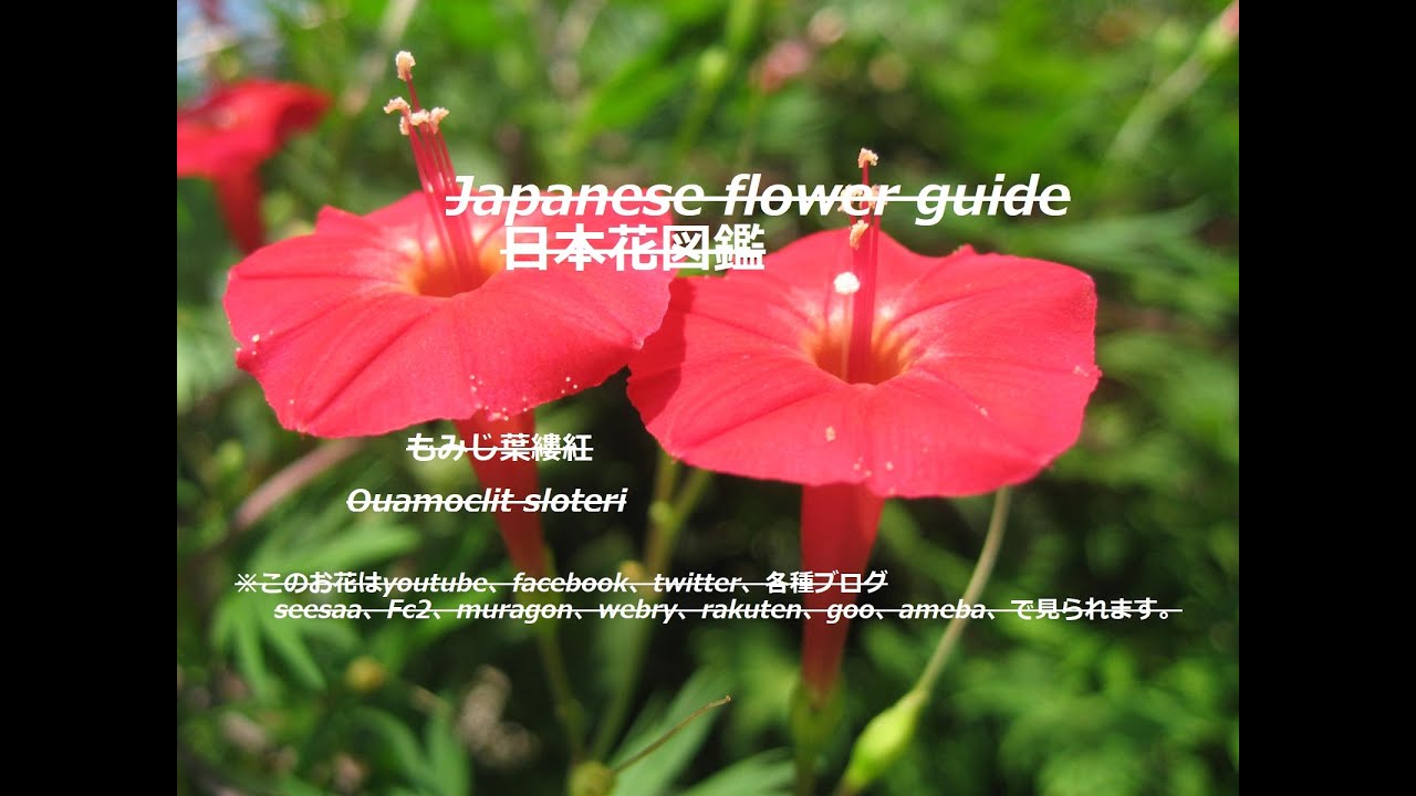 葉間に赤い星 Red Stars Between The Leaves もみじ葉縷紅草 もみじばるこうそう Quamoclit Sloteri 季節の花 日本花図鑑 J F Guide Youtube