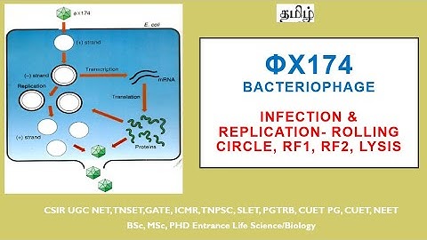PHI X174  bacteriophage - Replication. Tamil. #lifescienceconcepts, #biology  concepts.