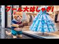 【大逆転】プール大はしゃぎ！の予定が雨の中でお買い物！？素敵なドレスを見つけたのに財布が空っぽで大苦戦から大逆転した結果💰✨