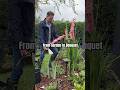 From Garden to Bouquet 🌿 Cutting Garden Tips + Floral Arrangement